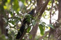 Indian Cuckoo Bird