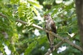 Indian cuckoo Cuculus micropterus Royalty Free Stock Photo