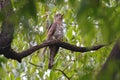Indian cuckoo Cuculus micropterus Birds of Thailand Royalty Free Stock Photo