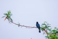 Indian Cuckoo sitting on a branch