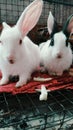 Indian cute rabbits sitting together in the Cage