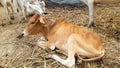 Indian Cute Yellow Bull Sitting On The Straw.