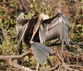 Indian Darter Anhinga melanogaster Royalty Free Stock Photo