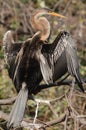 Indian Darter Anhinga melanogaster