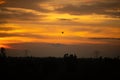 Indian darter silhouette