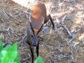 INDIAN DEER GIVES A COOL LOOK