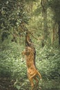 Indian Deer Grazing in all its beauty at Nagarhole national park