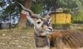 Indian Deer Royalty Free Stock Photo