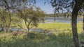 Indian deer sambar rusa unicolor grazing on a green meadow