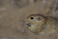 The Indian desert jird or Indian desert gerbil  from cholistan desert rohi pakistan Royalty Free Stock Photo