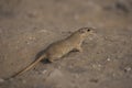 The Indian desert jird or Indian desert gerbil  from cholistan desert rohi pakistan Royalty Free Stock Photo