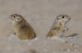 The Indian desert jird or Indian desert gerbil  from cholistan desert rohi pakistan Royalty Free Stock Photo