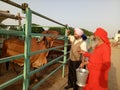 Indian desi breed sahiwal cow