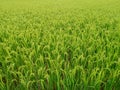 Indian dhan rice plants