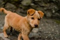 Indian dog in Himalaya Mountains, Himachal Pradesh, India Royalty Free Stock Photo