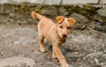 Indian dog in Himalaya Mountains, Himachal Pradesh, India Royalty Free Stock Photo