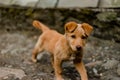 Indian dog in Himalaya Mountains, Himachal Pradesh, India Royalty Free Stock Photo