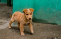 Indian dog in Himalaya Mountains, Himachal Pradesh, India Royalty Free Stock Photo