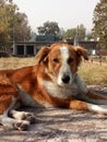 Indian dog injoy in a farm