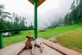 Indian dog in porch in Himalaya Mountains, Himachal