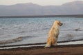 Indian Dog See Lake & Mountain View Photo.