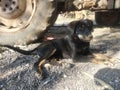 Indian dogy child and black collers