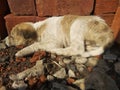 Indian dogy child and sleeping and white collers