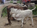 Indian domestic animals goats in the farm