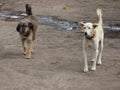 Indian domestic animals dogs in the farm