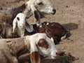 Indian domestic animals goats in the farm Royalty Free Stock Photo