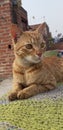 Indian domestic brown colour cat Royalty Free Stock Photo