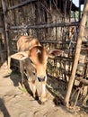 Indian domestic calf in village