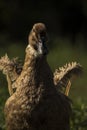 Indian domestic duck with his wings