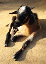 Indian domestic goat