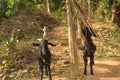 Indian domestic goats eating leaves. A rural Indian scene