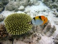 Indian Double-Saddle Butterfly Royalty Free Stock Photo