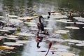 Indian Duck On A Pond Royalty Free Stock Photo