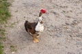 Indian duck on a sandy path