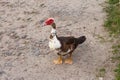 Indian duck on a sandy path