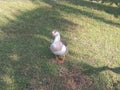 Indian ducks beautiful green background