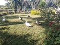 Indian ducks green background very beautiful