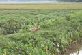 Indian ducks playing near pond