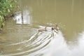 Indian ducks playing and swimming near pond