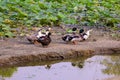 Indian ducks roaming around a pond full of lotus leaves in the afternoon