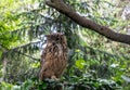 Indian eagle-owl, also called rock eagle-owl or Bengal eagle-owl Bubo bengalensis Royalty Free Stock Photo