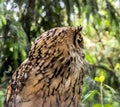 Indian eagle-owl looking to the right Royalty Free Stock Photo