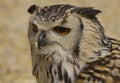 Indian Eagle Owl