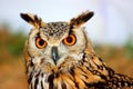 Indian Eagle-Owl (Bubo bengalensis) Royalty Free Stock Photo