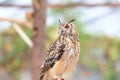 Indian Eagle-Owl