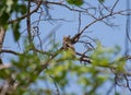 Indian eagle-owl Bubo bengalensis perching on the tree Royalty Free Stock Photo
